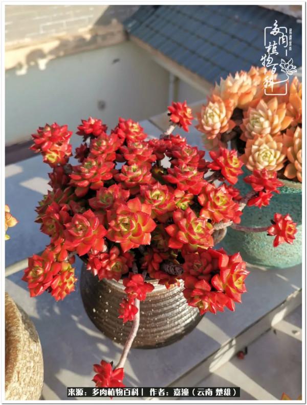 天南海北，一群熟悉又陌生的愛肉人