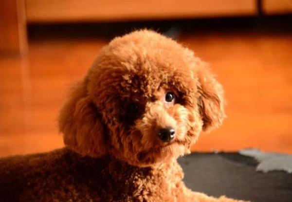 泰迪犬毛髮不好,可以吃什麼食物改善? 泰迪犬毛髮不好,可以吃什麼食物改善?