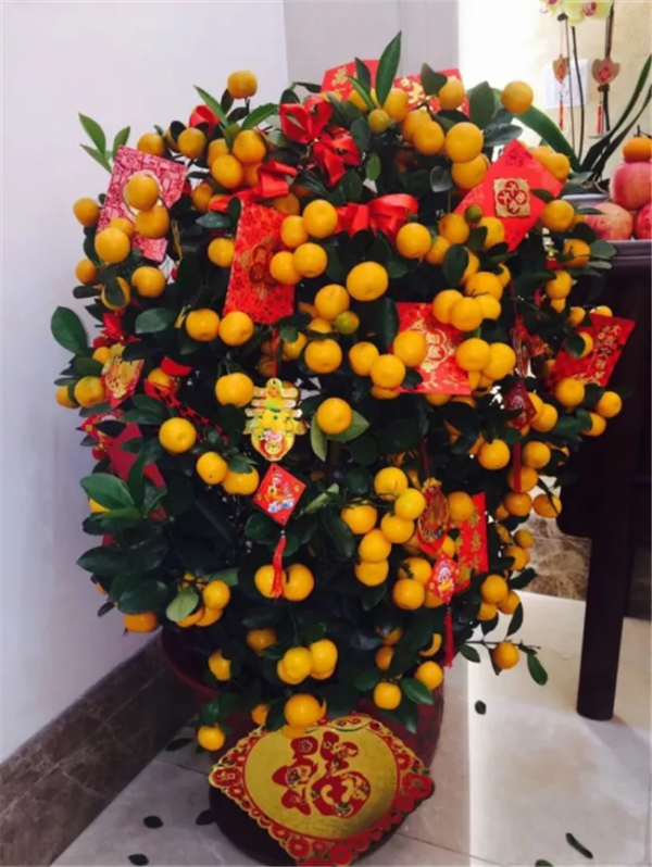 有錢人家的客廳，什麼花都可以不養，但這10種植物應該有