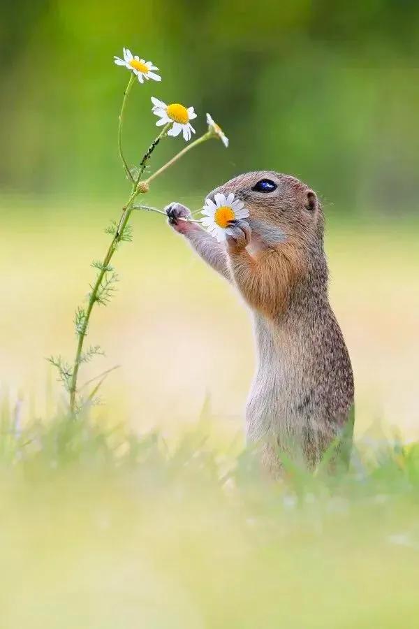 分享：抓拍動物精彩瞬間，驚豔絕倫，實為罕見