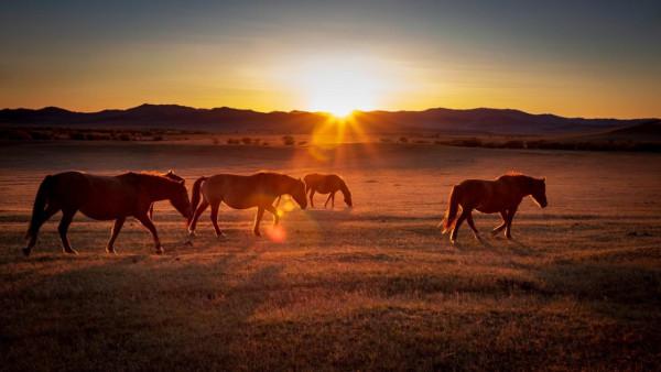 三天三季-我的烏蘭布統之旅-第五篇