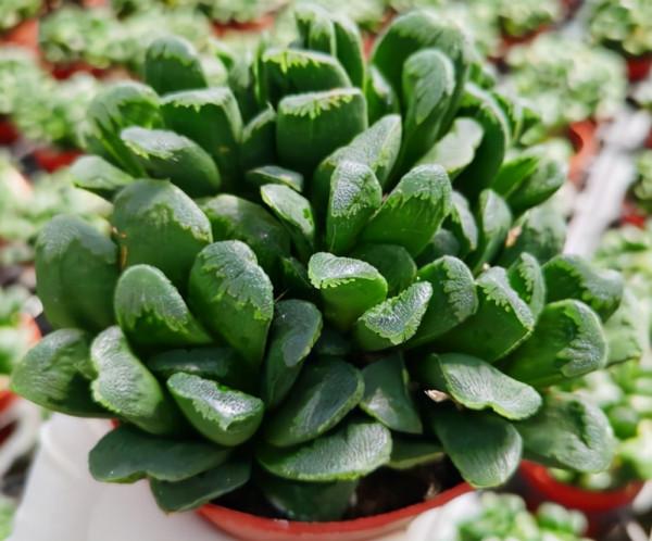 多肉品種：象足、鮑魚、麒麟、靜鼓、風車，和小輝阿姨一起來了解