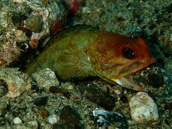 海生物225：橙頭後頜