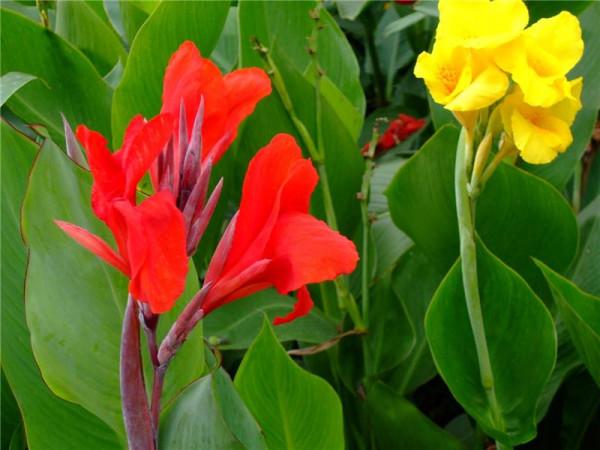 100種常見植物圖鑑,出門識花不再難,適合給小孩子做科普範文 100種常見植物圖鑑,出門識花不再難,適合給小孩子做科普範文