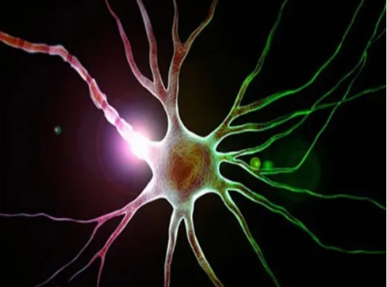 長期缺乏維生素B12，身體會出現什麼表現？