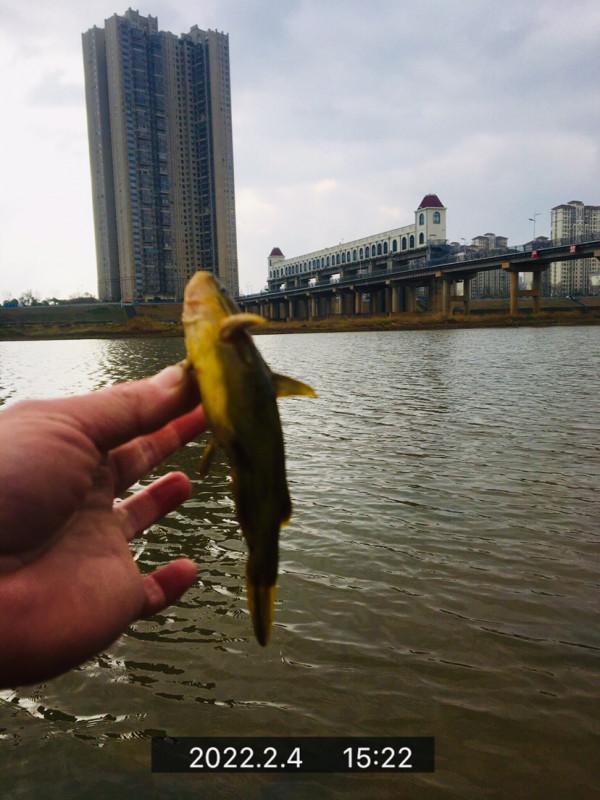 用老婆的菜籃子裝新年的第一&OpenCurlyDoubleQuote;金&rdquo;