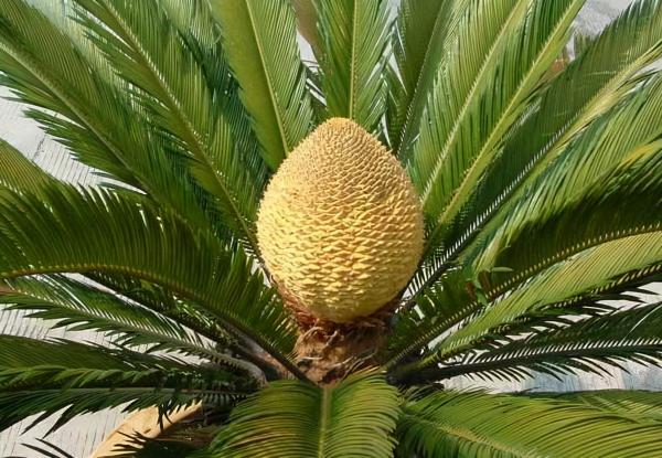 路邊的“鐵樹”會開花嗎？多曬太陽勤施肥，養到開花沒問題