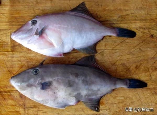 這種魚需要去頭和剝皮,以前根本沒人吃,現在卻是釣魚人的最愛 這種魚需要去頭和剝皮,以前根本沒人吃,現在卻是釣魚人的最愛