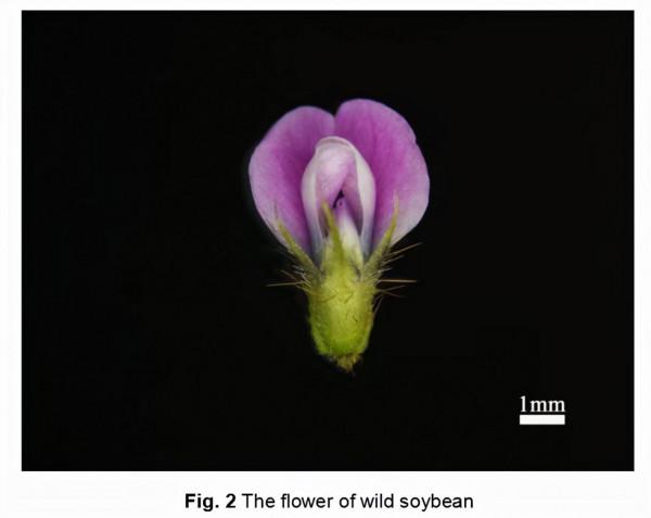 轉基因大豆與不同野生大豆種群的親和性研究