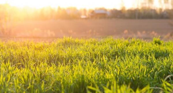 人間方望晚晴長:李商隱五律《晚晴》的多重含義 人間方望晚晴長:李商隱五律《晚晴》的多重含義
