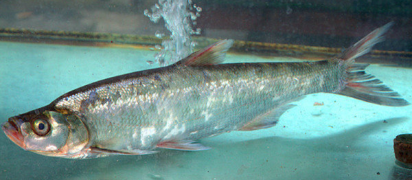 圖鑑：我國增殖放流允許的主要淡水魚類&mdash;&mdash;廣佈種21種