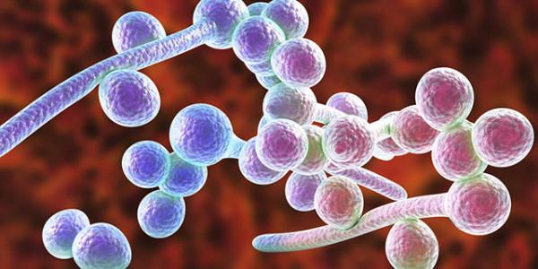 鄭鉅聖等GUT：深度解析1244名中老年人腸道真菌