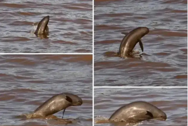 罕見！禁漁1年，長江流域驚現“江豬”為什麼“江豬”如此罕見？