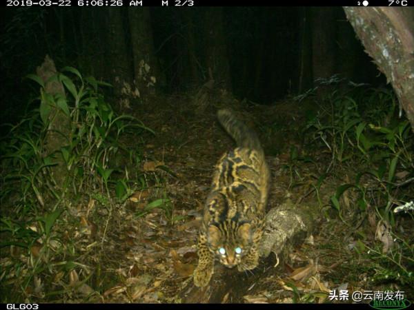 #網聚雲南相約COP15#比雪豹罕見！“獨行俠”雲貓現身高黎貢山