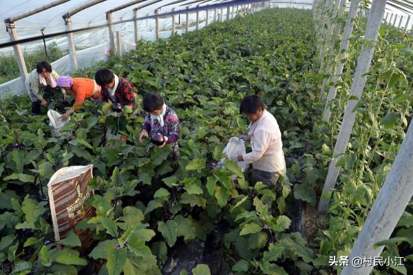 這樣的操作可提高茄子產質量