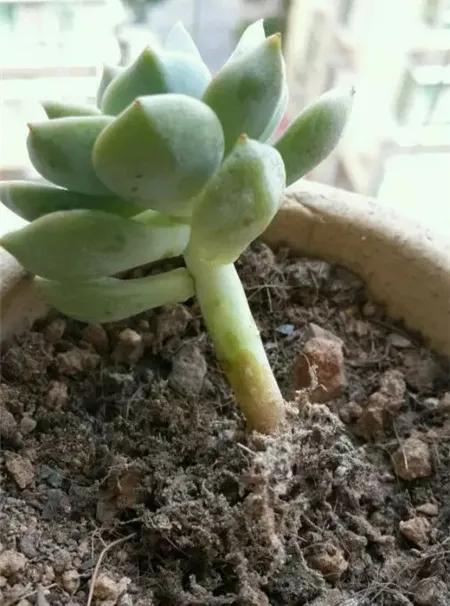 容易被水澆死的“10種花”，養不活都是由於手太勤