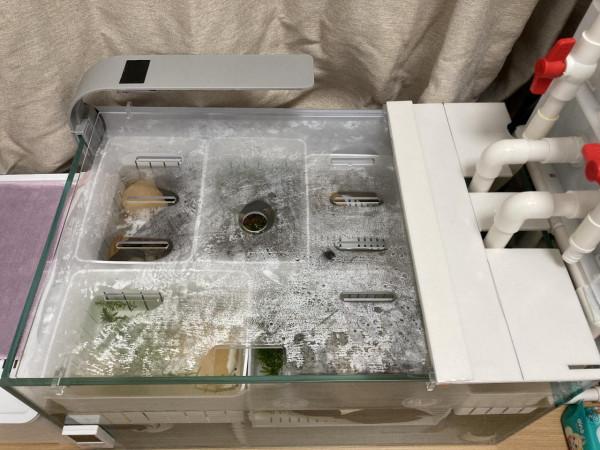 龜苗冬天怎麼加溫飼養? 龜苗冬天怎麼加溫飼養?