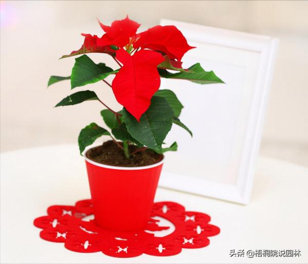 寶寶誤食家中花卉中毒，這12種美麗綠植，有小孩的家庭要遠離