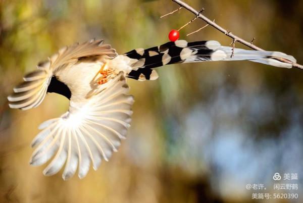 不為雞犬是戰狼，但看紅嘴藍鴉鵲