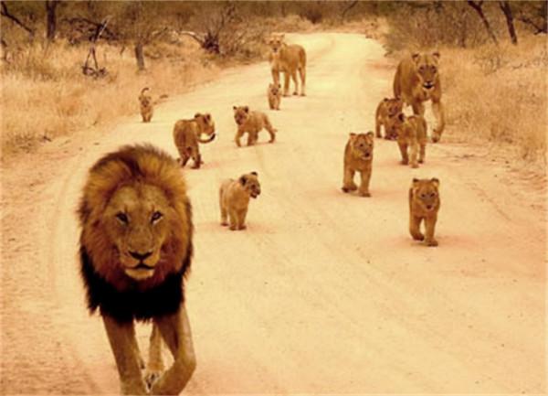 非洲幼獅冥河姐弟，相依為命四處流浪，失去姐姐後變成嗜血魔鬼