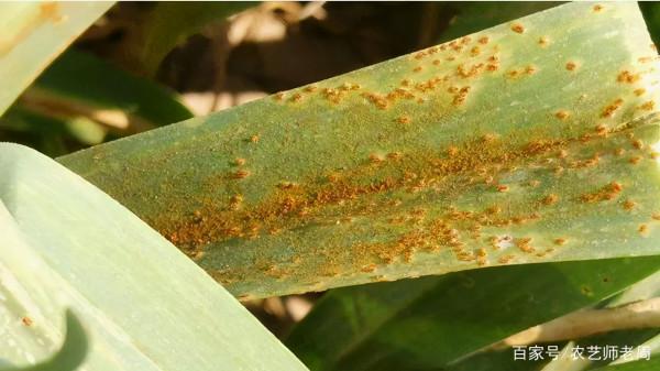 大蒜鏽病用什麼藥防治效果好？科學預防比藥劑防治更重要