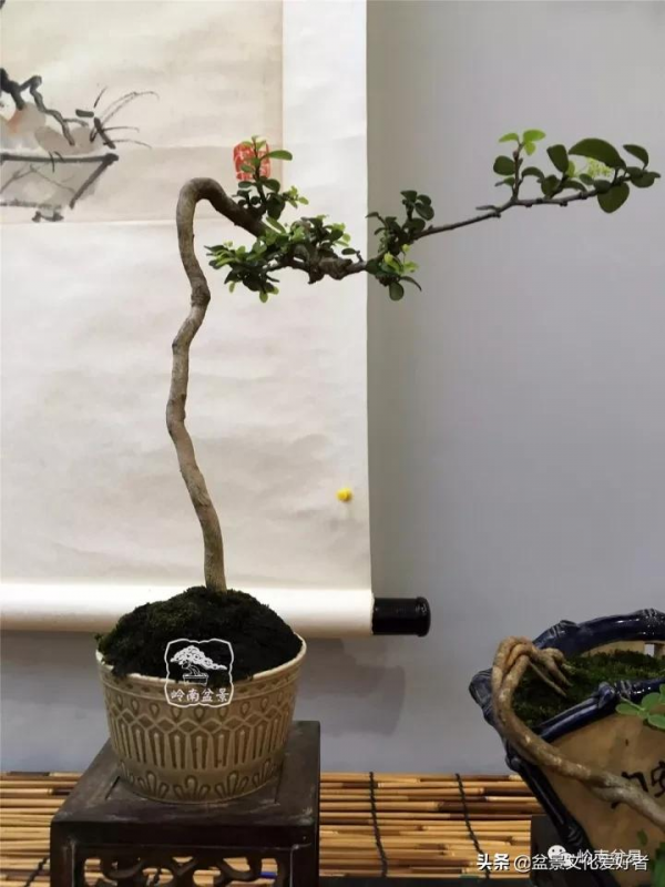 最高水準的素仁格盆景藝術，值得收藏