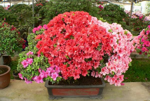 7種“吉利花”，客廳養最適合，常年不見光，也能花不斷