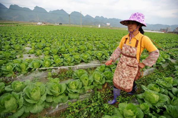 白菜生蟲子，別動不動就施藥，噴點家裡不起眼的小東西也管用