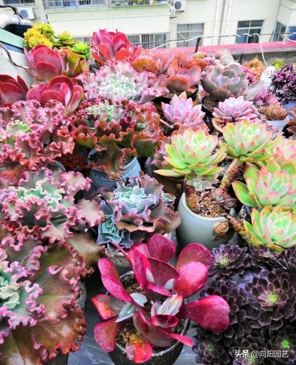 多肉圈子太亂,比娛樂圈都亂,花錢交智商稅,上當的還不少 多肉圈子太亂,比娛樂圈都亂,花錢交智商稅,上當的還不少