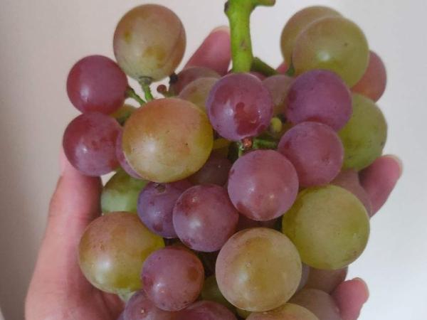 植物搬出門,痛快淋場雨,植物越來越旺 植物搬出門,痛快淋場雨,植物越來越旺