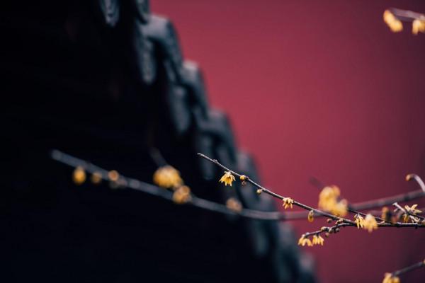 這不是故宮，卻比故宮更柔美，因紅牆白梅而出圈，網友大呼：YYDS