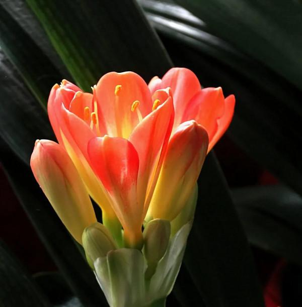 分享圖片：醉美君子蘭