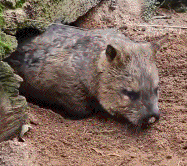 世界袋熊日,祝小胖胖們永遠開心 世界袋熊日,祝小胖胖們永遠開心