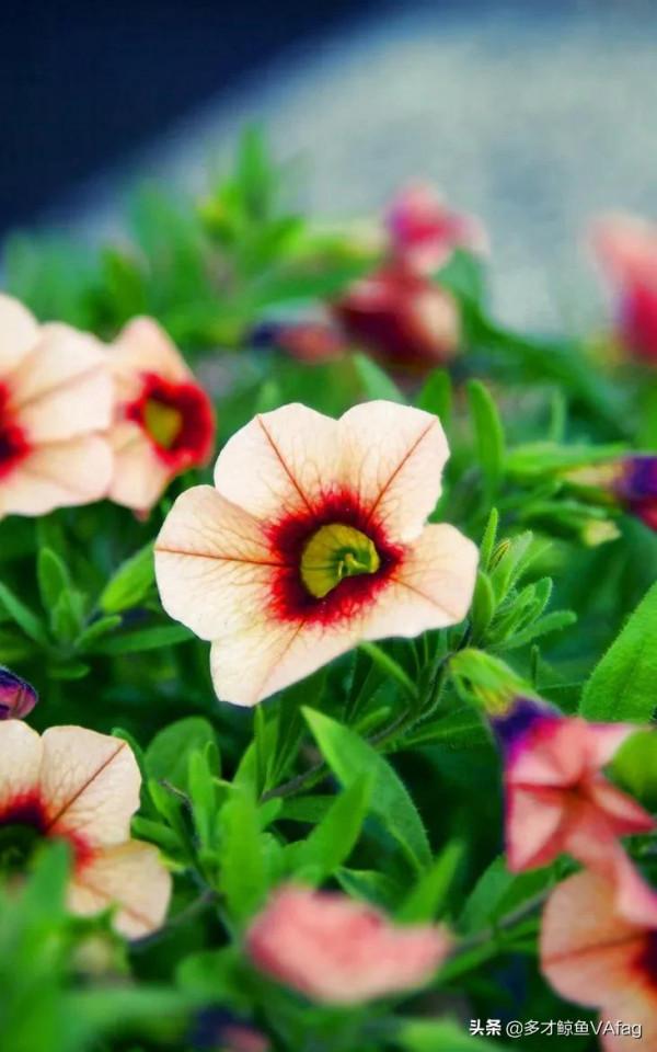 這些奇異的花卉，你喜歡哪種
