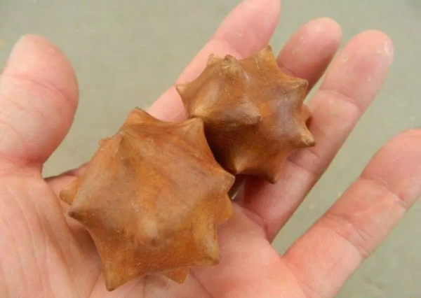 滿帶瘤疤的花椒木,作用真不少 滿帶瘤疤的花椒木,作用真不少