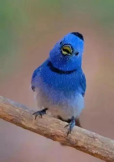 33種美麗的鳥欣賞 33種美麗的鳥欣賞