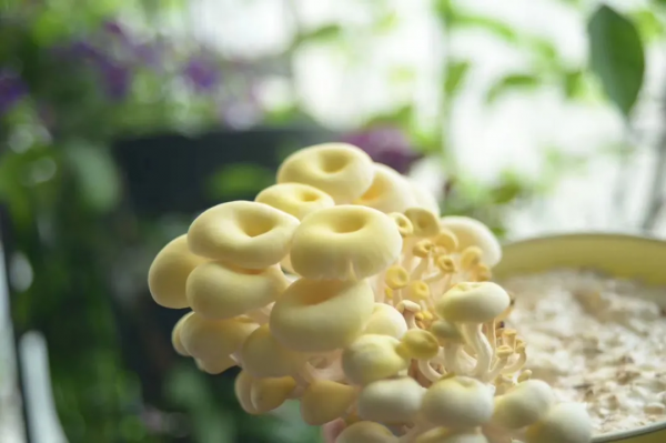 封閉陽臺也爆花!4個優秀案例,面積2.4m²-9m²,總有一個給你靈感 封閉陽臺也爆花!4個優秀案例,面積2.4m²-9m²,總有一個給你靈感