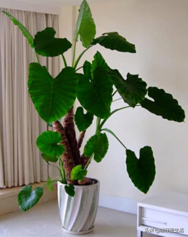 認識10種漂亮的“有毒花”，漲見識，避免傷害