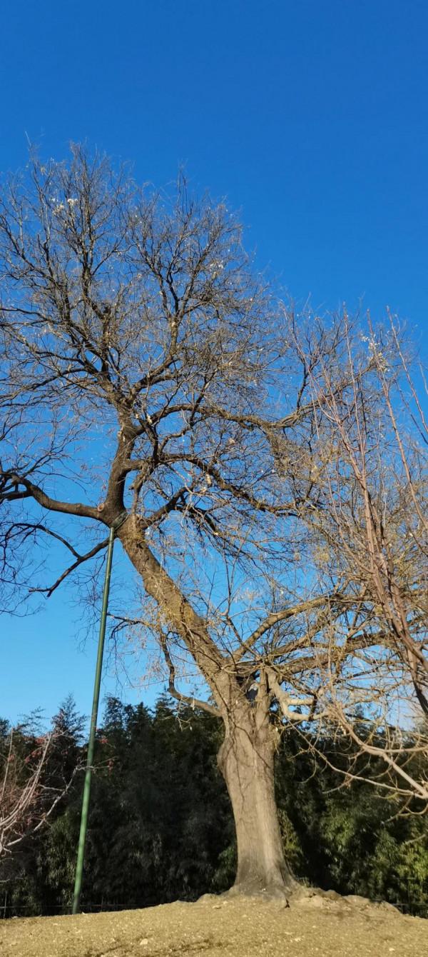 冬日暖陽藍天白雲
