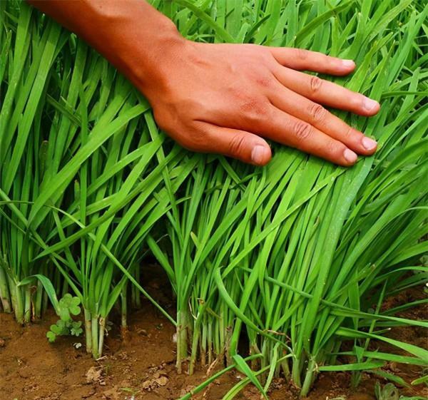 治蒜蛆、韭蛆並沒有那麼難,記住此方案,只用一遍藥就能解決問題 治蒜蛆、韭蛆並沒有那麼難,記住此方案,只用一遍藥就能解決問題