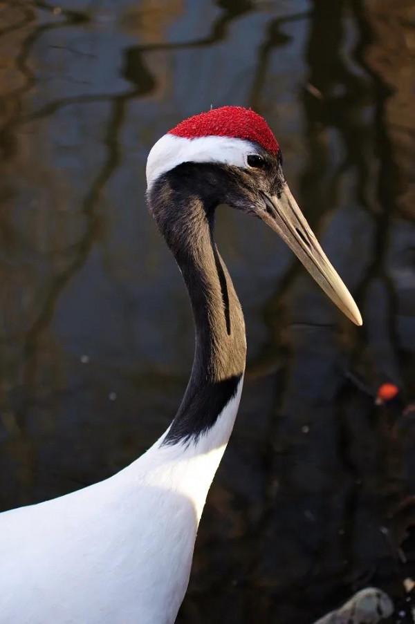 有趣而無用的17個冷知識,雨滴會不會砸死蚊子? 有趣而無用的17個冷知識,雨滴會不會砸死蚊子?