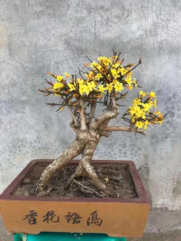 迎春盆景，居家擺置，迎春納福