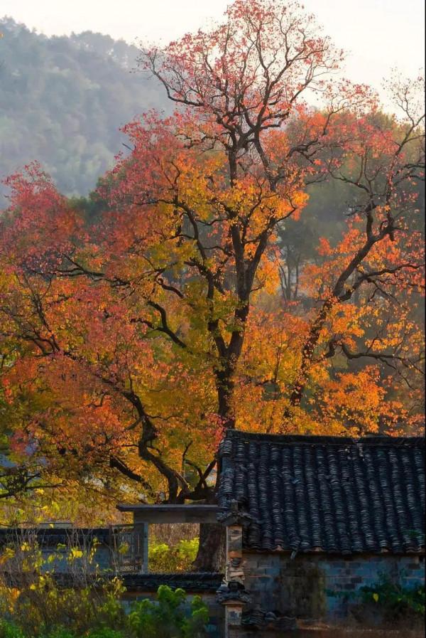 旅遊也要捲起來！！偷偷收藏秋季最美的8個地方....