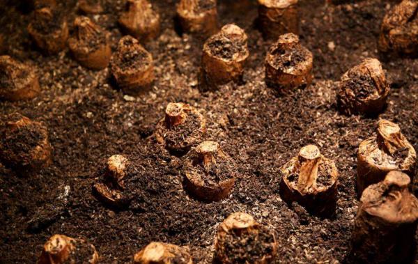 人們常說的土埋、酒糟和洞藏真的能存出好酒嗎? 人們常說的土埋、酒糟和洞藏真的能存出好酒嗎?