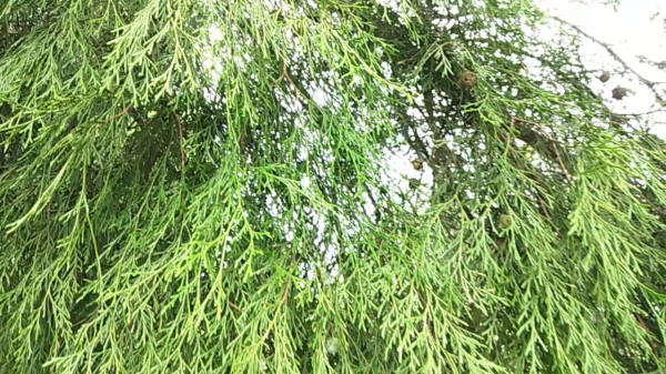 側柏樹上結的果實,做個枕頭睡覺,養心安神助睡眠 側柏樹上結的果實,做個枕頭睡覺,養心安神助睡眠