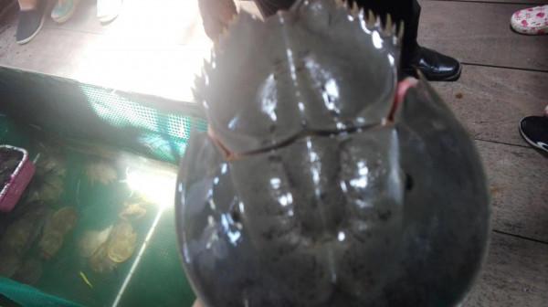 揭開面紗之蘭卡威，遙望天空之橋，探訪神秘島嶼與紅鷹的一場約會