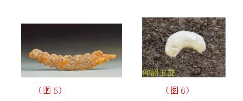 南陽驚現蠶圖騰巖畫 為“伏羲化蠶”再添新證 南陽驚現蠶圖騰巖畫 為“伏羲化蠶”再添新證