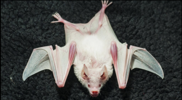 這些動物因遺傳基因的問題 導致皮毛變成了白色 這些動物因遺傳基因的問題 導致皮毛變成了白色