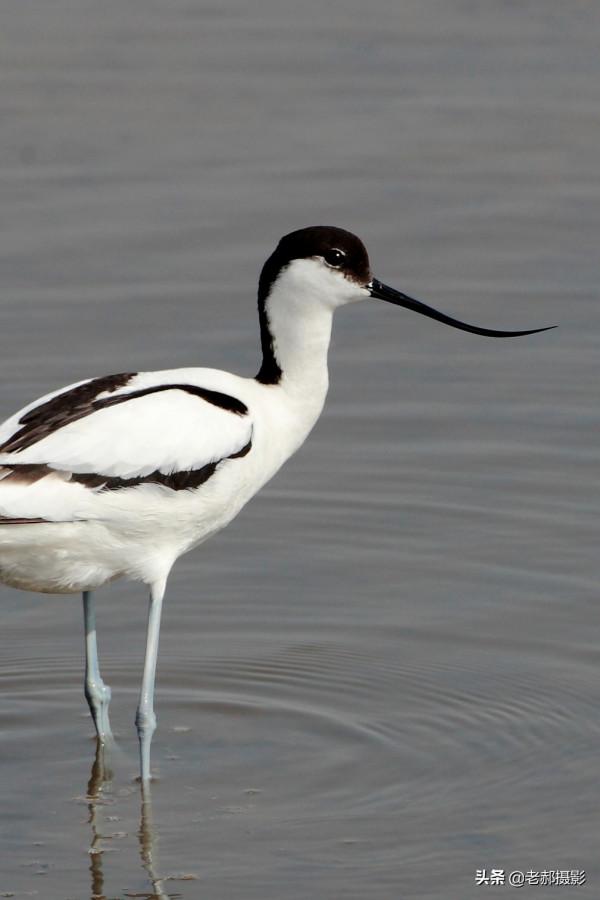 見過向上彎曲的鳥兒嘴嗎？