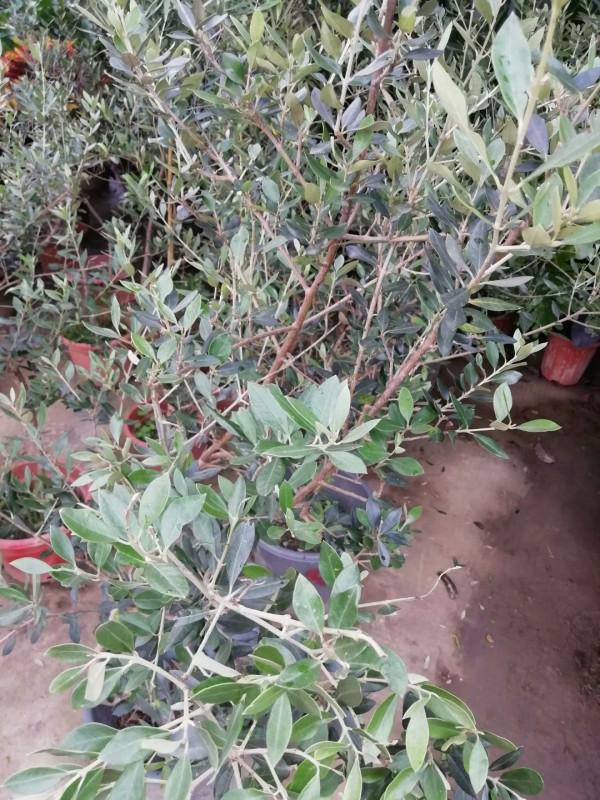 油料、園林綠化多用途常綠樹種——油橄欖